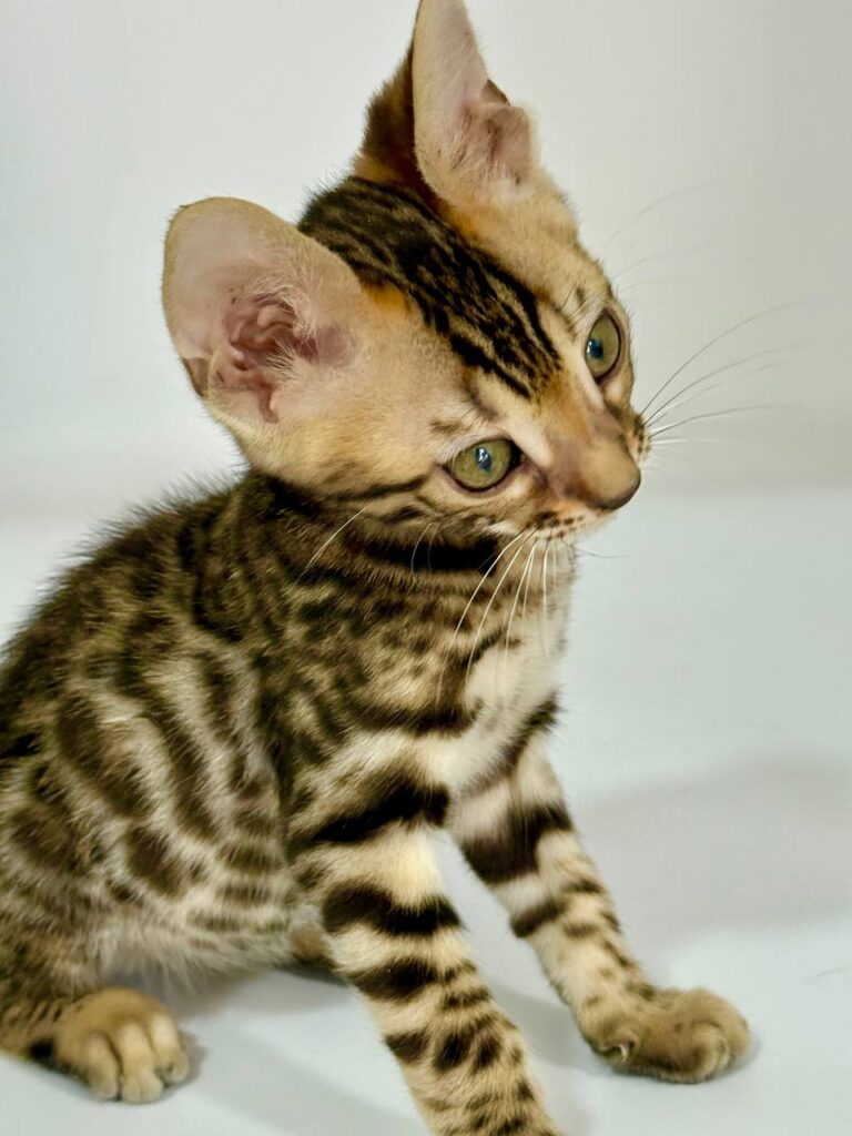 Bengal Breed Male 2 Months Old - Microchipped, Dewormed, Twice Vaccinated, and Potty Trained