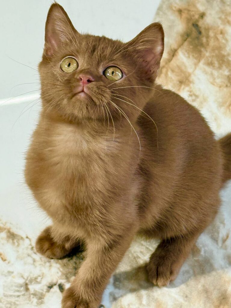 British Shorthair Cinnamon Male 2.5 months Old -Microchipped, Dewormed, Twice Vaccinated, and Potty Trained