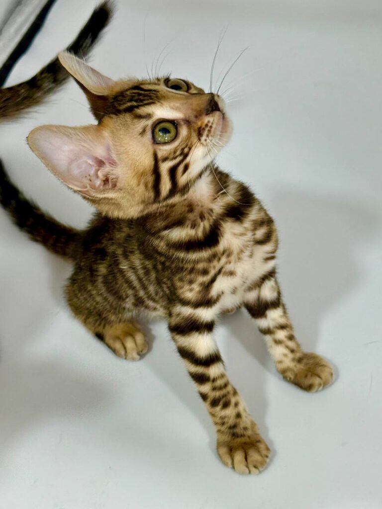 Bengal Breed Male 2 Months Old - Microchipped, Dewormed, Twice Vaccinated, and Potty Trained