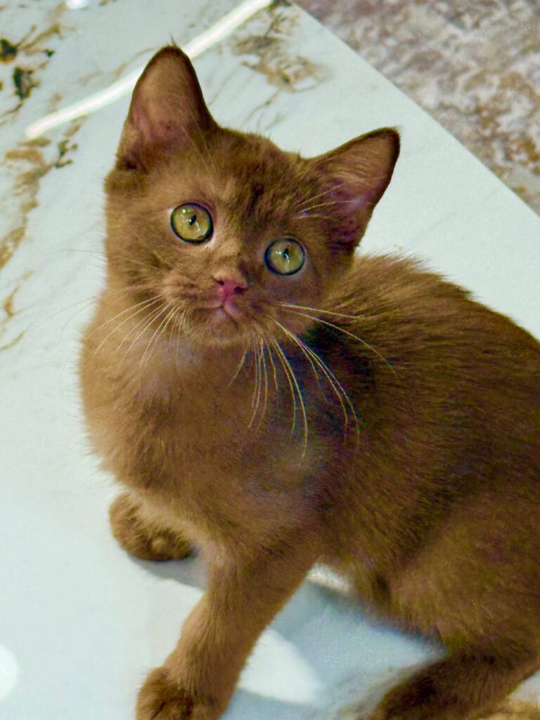 British Shorthair Cinnamon Male 2.5 months Old -Microchipped, Dewormed, Twice Vaccinated, and Potty Trained