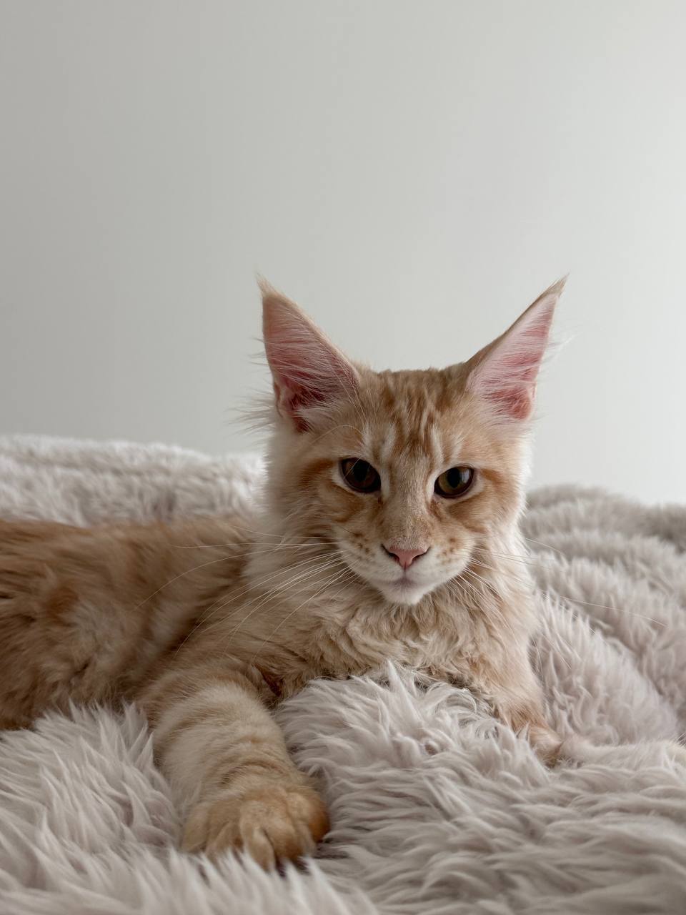 Max – Orange Maine Coon Male 3.5 Months Old – Microchipped, Dewormed, Vaccinated, and Potty Trained