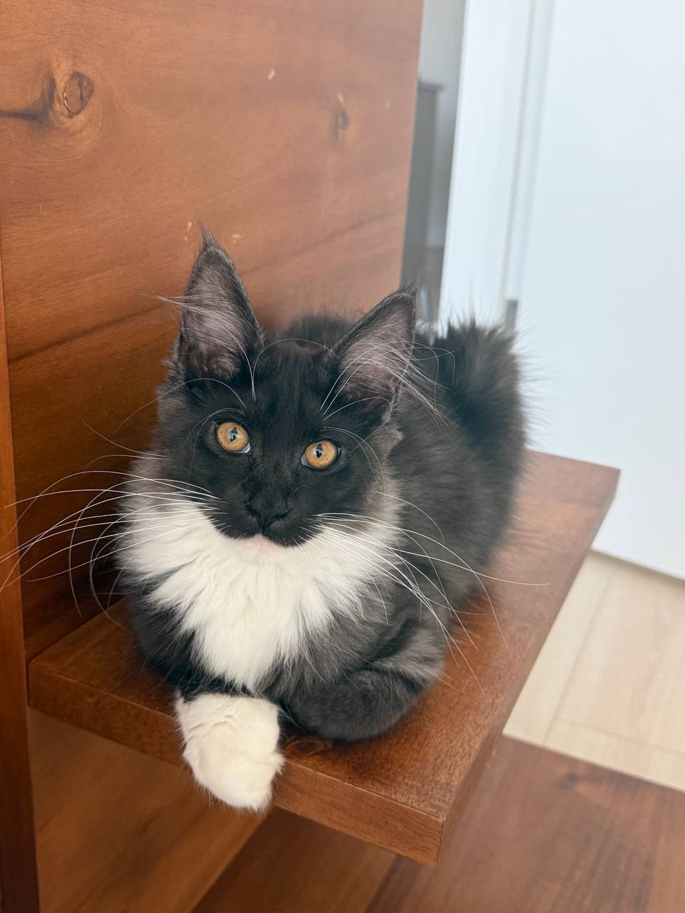 Paris – Female Black Maine Coon 3 Months Old – Microchipped, Dewormed, Vaccinated, and Potty Trained