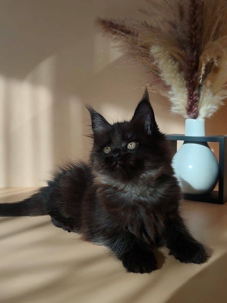 Luna – 2.5 Month Old Black Female Maine Coon – Microchipped, Dewormed, Vaccinated, Potty Trained
