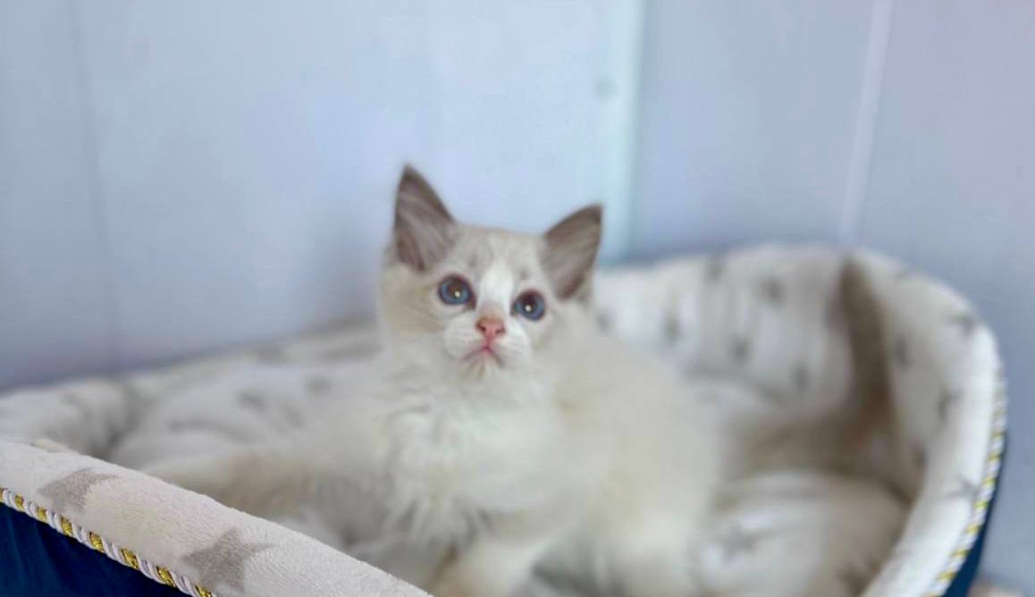 Bella – Female 2 Month Old Blue Point Bi-color Ragdoll -Microchipped, Dewormed, Vaccinated, Potty Trained