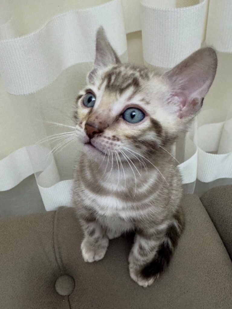 Buddy - Lynx Bengal Male -Microchipped, Dewormed, Vaccinated, Potty Trained 2 Months Old