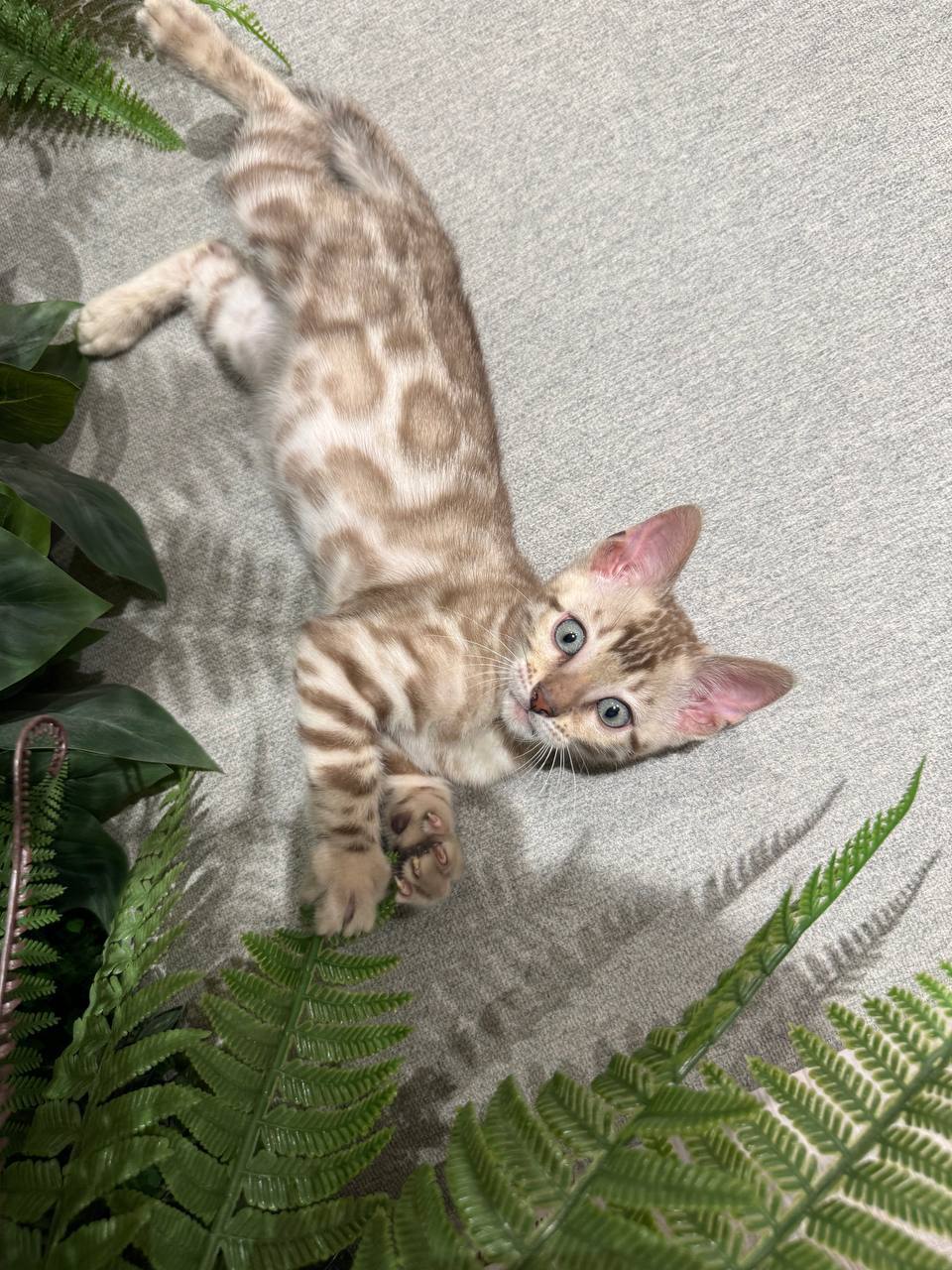 Brian – Mink Bengal Male -Microchipped, Dewormed, Vaccinated, Potty Trained 2 Months Old