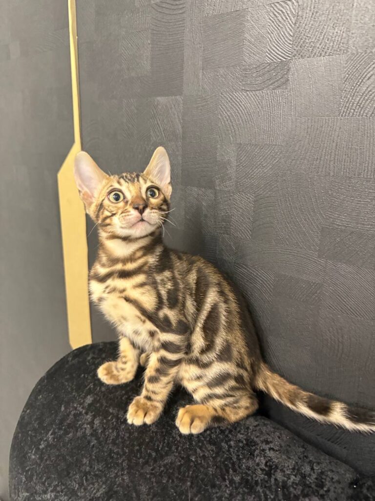 Bruno - Brown Bengal Male Microchipped, Dewormed, Vaccinated, Potty Trained 2 Months Old