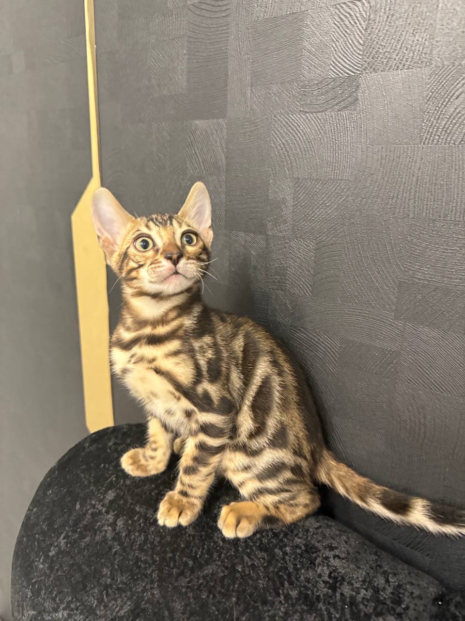 Bruno – Brown Bengal Male Microchipped, Dewormed, Vaccinated, Potty Trained 2 Months Old