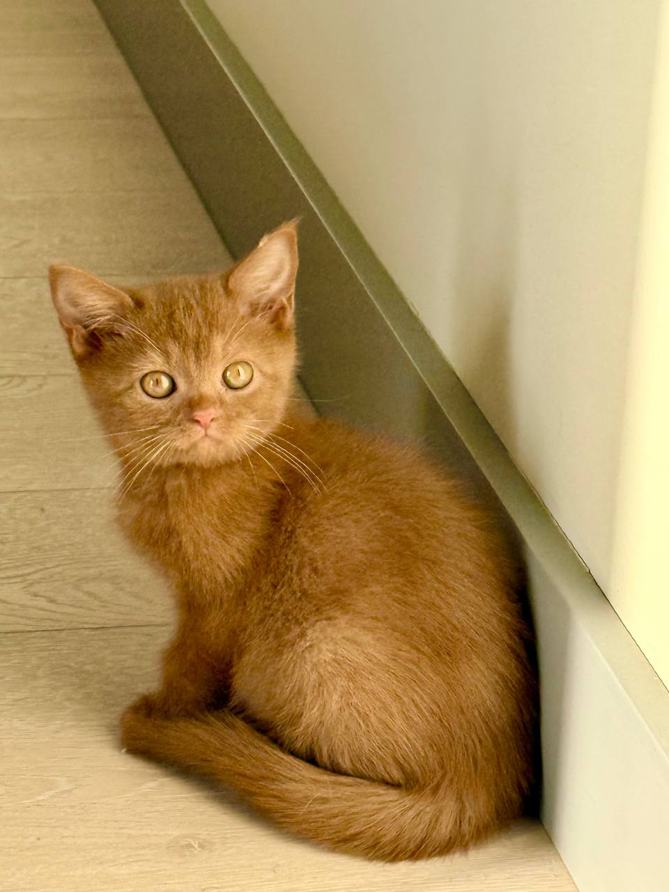 Mila – 2.5 Month Old Female Cinnamon British Shorthair Microchipped, Dewormed, Vaccinated, Potty Trained