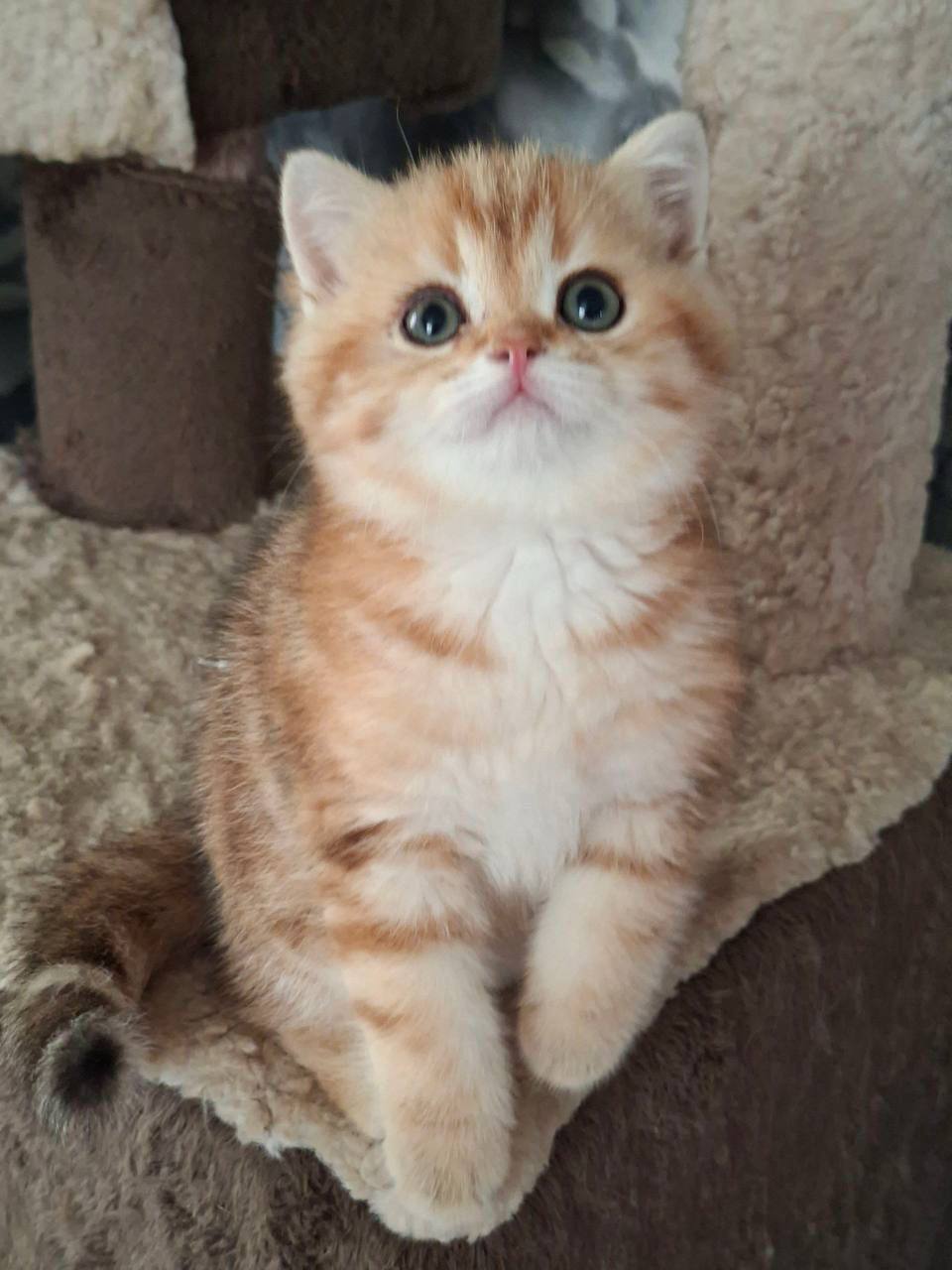 Alan -2.5 Month Old Gold Marble British Shorthair Male Microchipped, Dewormed, Vaccinated, Potty Trained