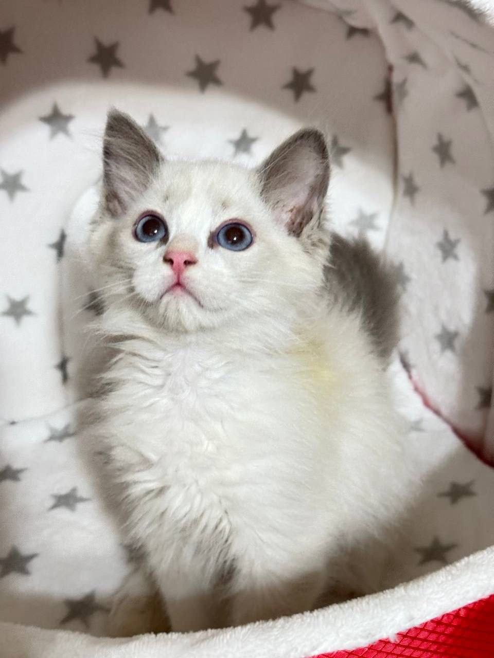 Tucker – Ragdoll Male 2.5 Months Old Microchipped, Dewormed, Vaccinated, and Potty Trained