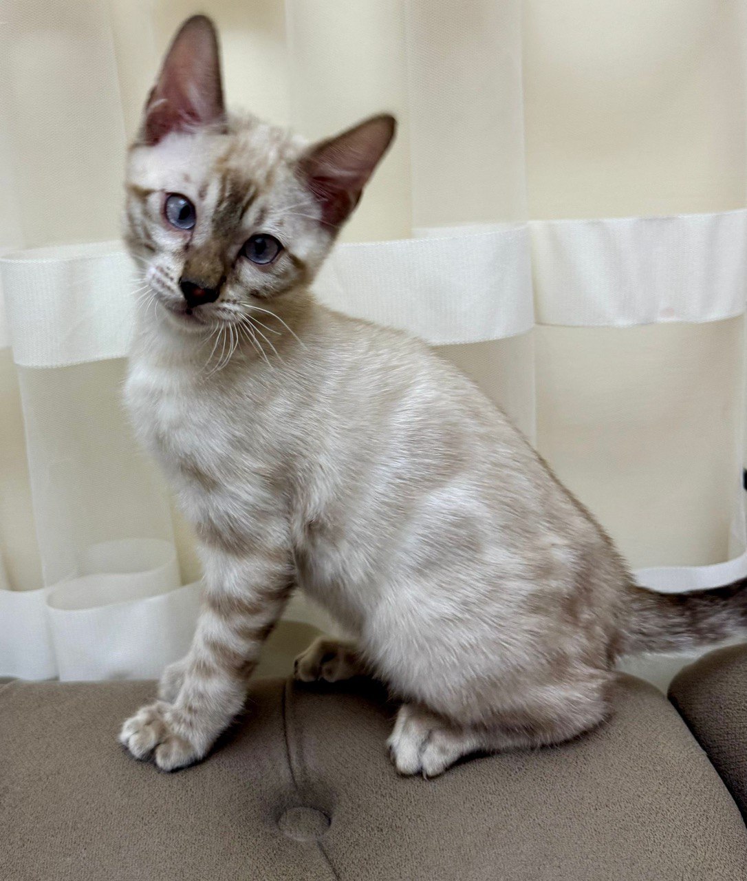 Buddy – Bengal Male Lynx Colored Fur 2.5 Month Old Microchipped, Dewormed, Vaccinated, and Potty Trained
