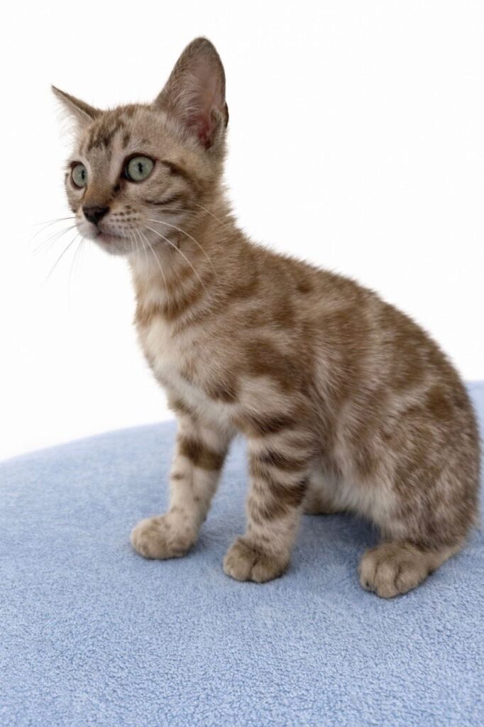 Brian - Bengal Male Mink Colored 2.5 Month Old Microchipped, Dewormed, Vaccinated, and Potty Trained