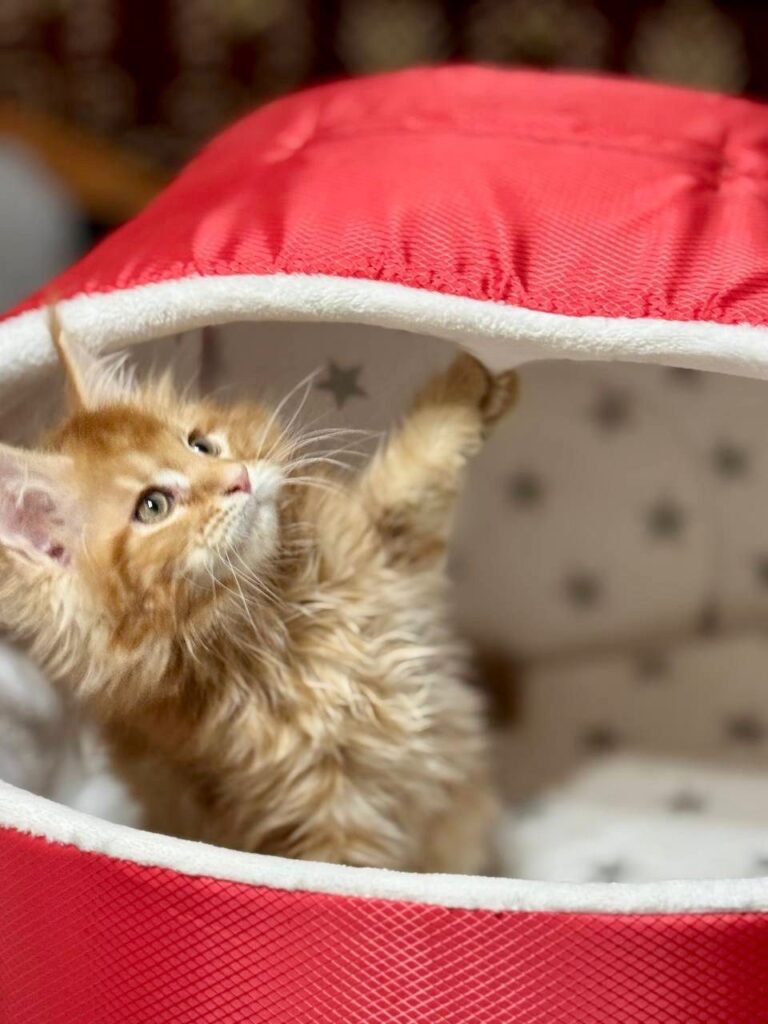Casper - Orange Male Maine Coon Microchipped, Dewormed, Vaccinated, Potty Trained 2.5 Months Old