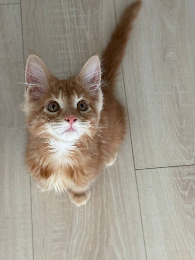 Colin - Orange Male Maine Coon Microchipped, Dewormed, Vaccinated, Potty Trained 2.5 Months Old