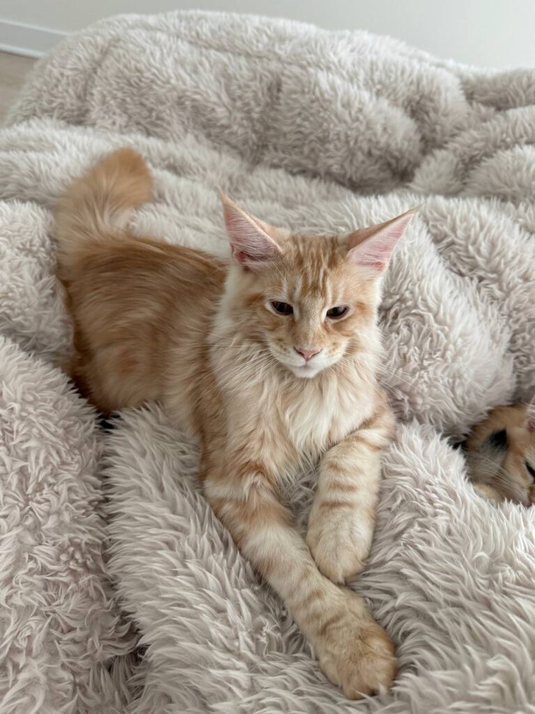 Max - Orange Male 3.5 Months Old Microchipped, Dewormed, Vaccinated, and Potty Trained