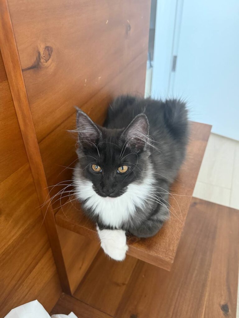 Paris - Female Black Maine Coon 3 Months Old - Microchipped, Dewormed, Vaccinated, and Potty Trained