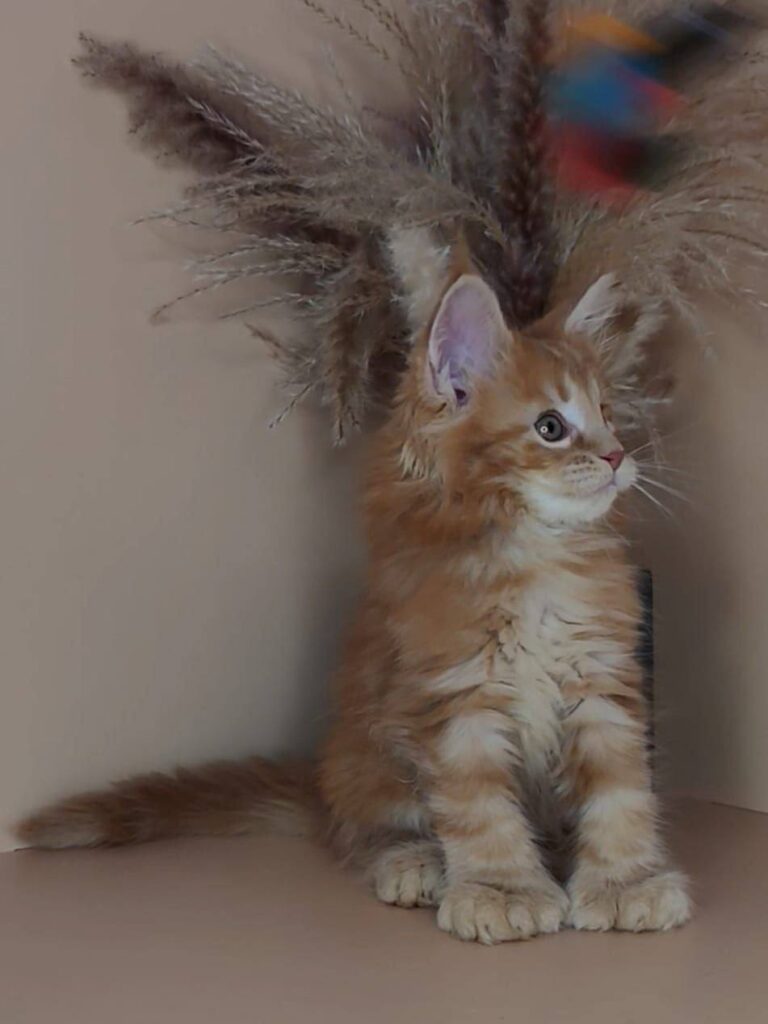 Prince - Orange Male Maine Coon Polydactyl 2.5 Months Old - Microchipped, Dewormed, Vaccinated, Potty Trained