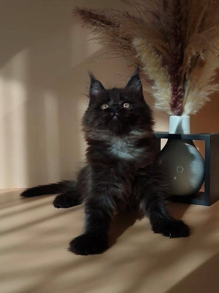 Luna - 2.5 Month Old Black Female Maine Coon - Microchipped, Dewormed, Vaccinated, Potty Trained