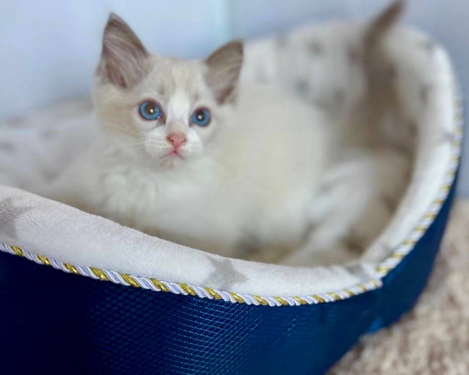 Bella - Female 2 Month Old Blue Point Bi-color Ragdoll -Microchipped, Dewormed, Vaccinated, Potty Trained