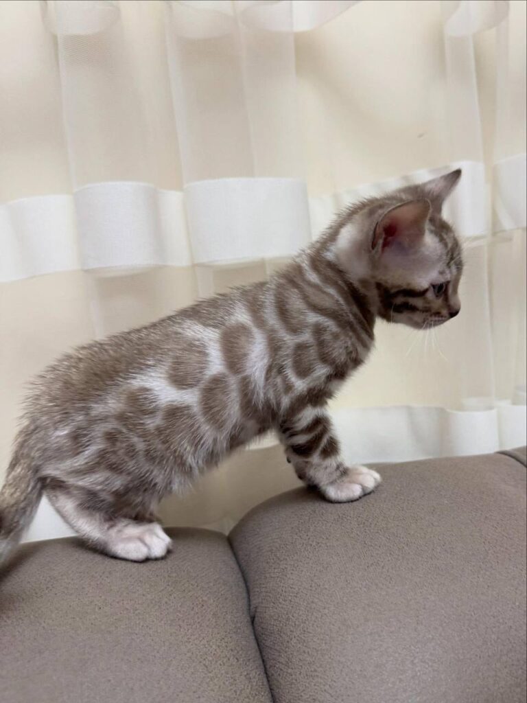 Buddy - Lynx Bengal Male -Microchipped, Dewormed, Vaccinated, Potty Trained 2 Months Old