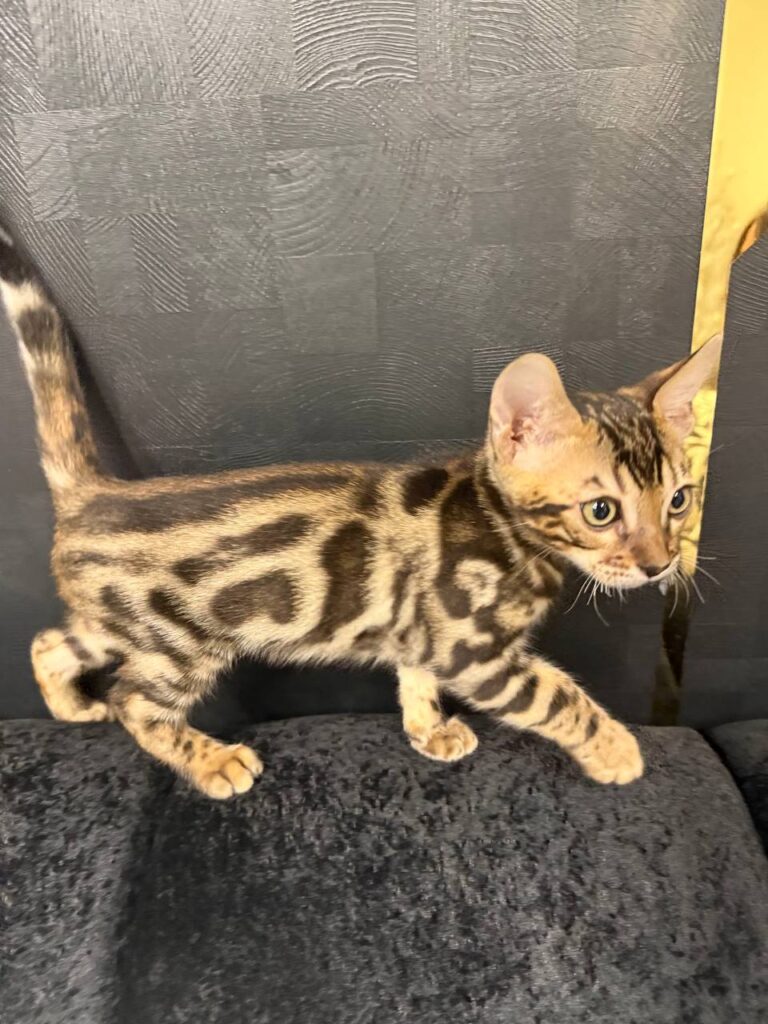Bruno - Brown Bengal Male Microchipped, Dewormed, Vaccinated, Potty Trained 2 Months Old