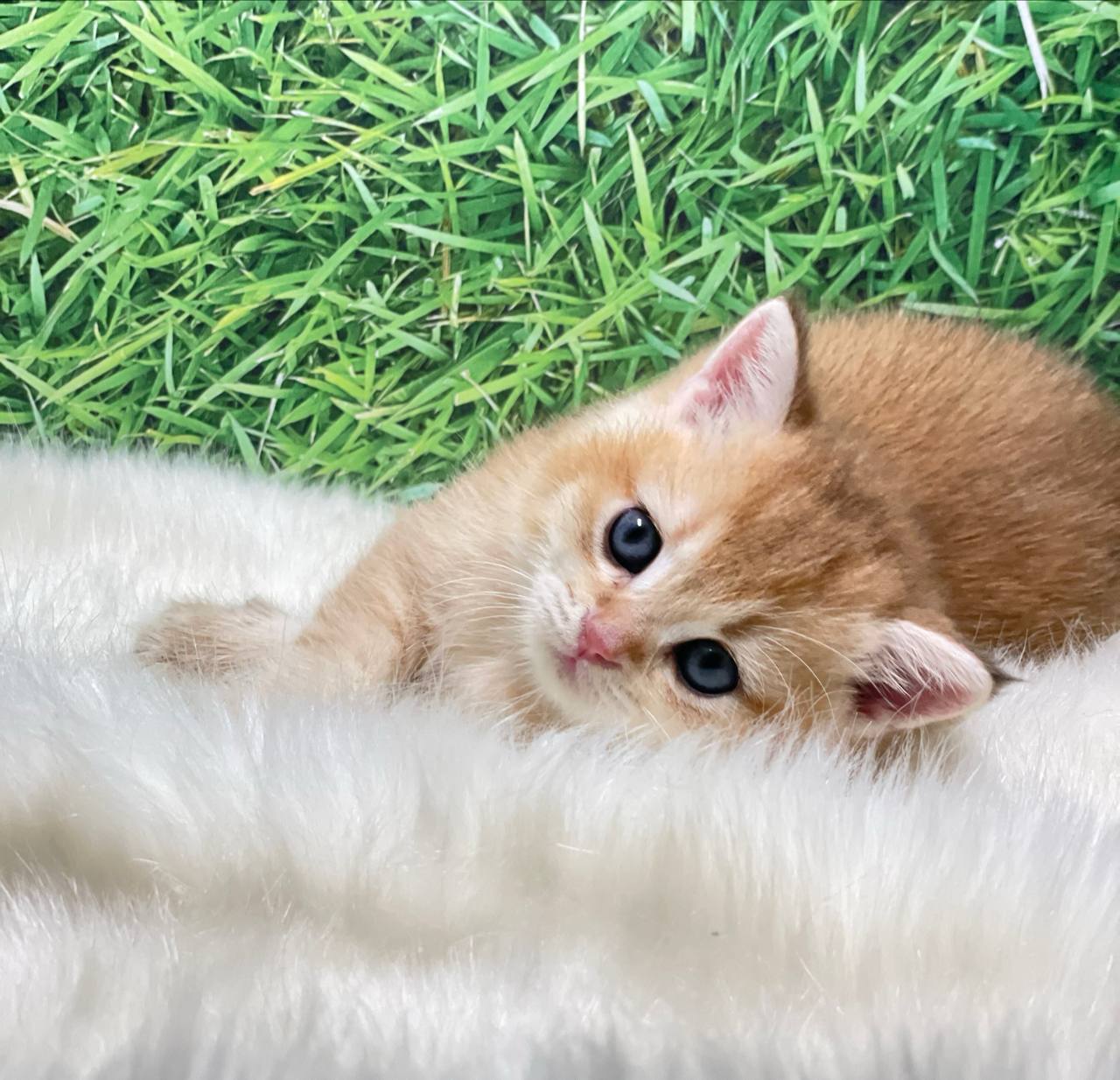 Alex – Gold British Shorthair Male Microchipped, Dewormed, Vaccinated, Potty Trained 2 Months Old