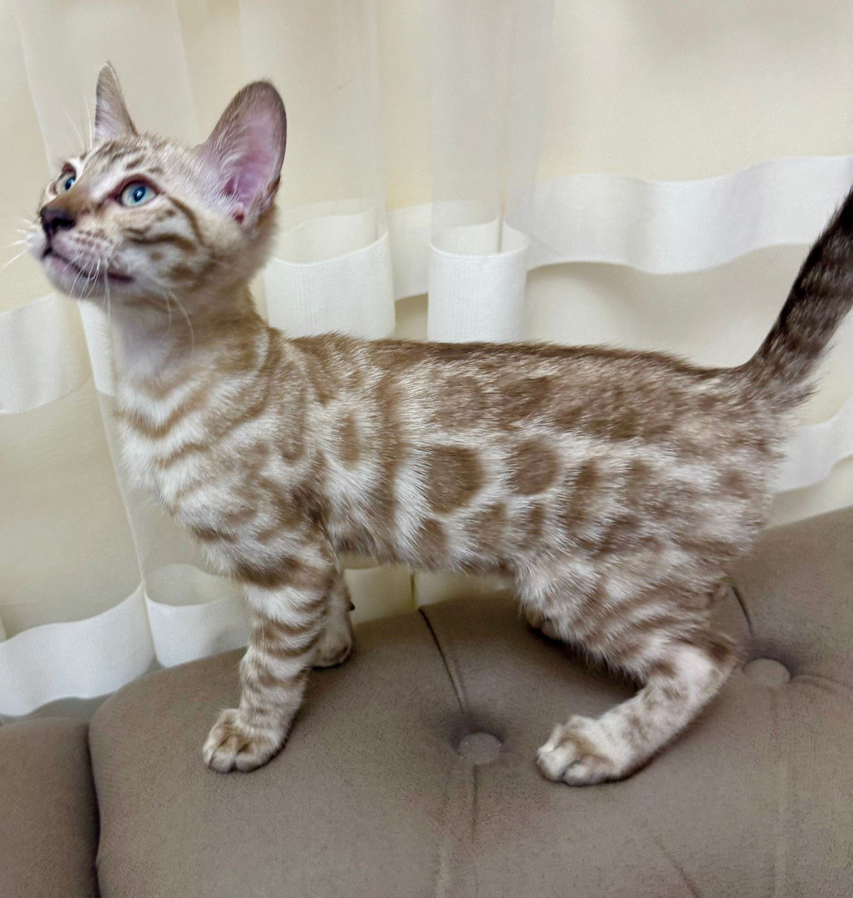 Lucky – Bengal Male Mink Color 2.5 Month Old Microchipped, Dewormed and Vaccinated