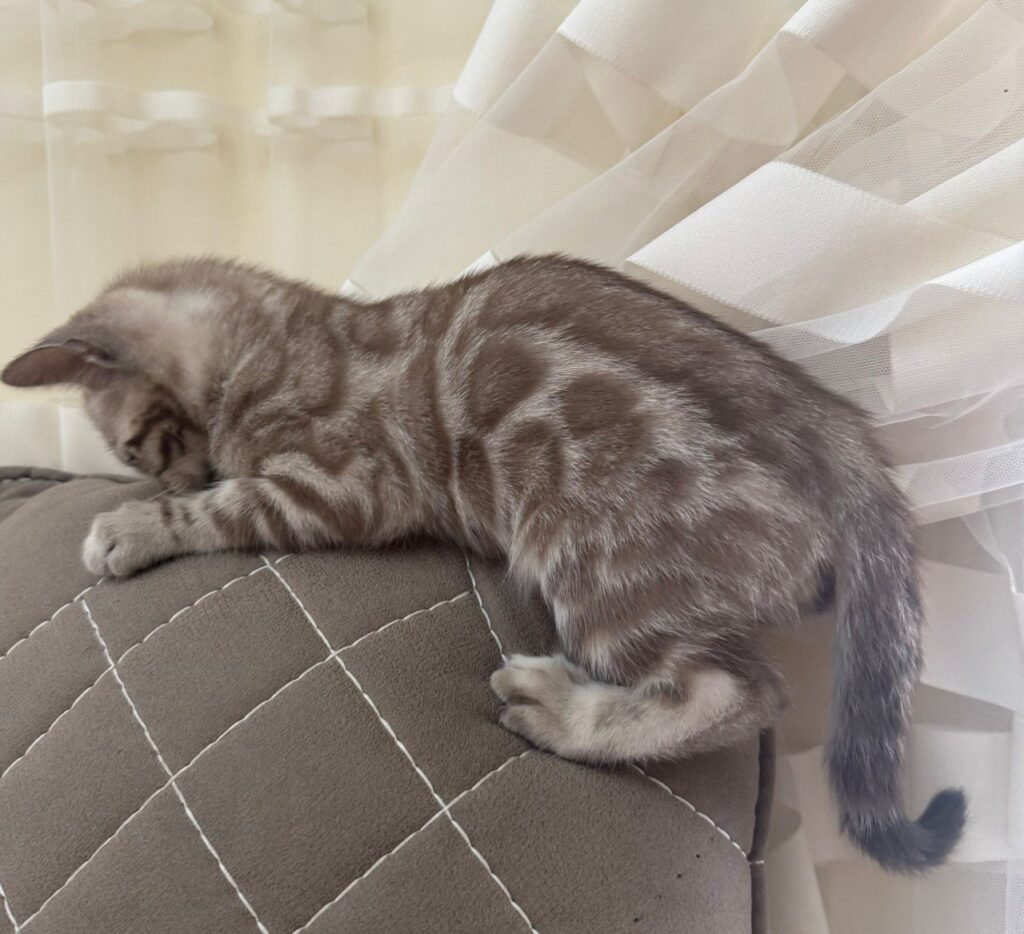 Brian - Bengal Male Mink Colored 2.5 Month Old Microchipped, Dewormed, Vaccinated, and Potty Trained