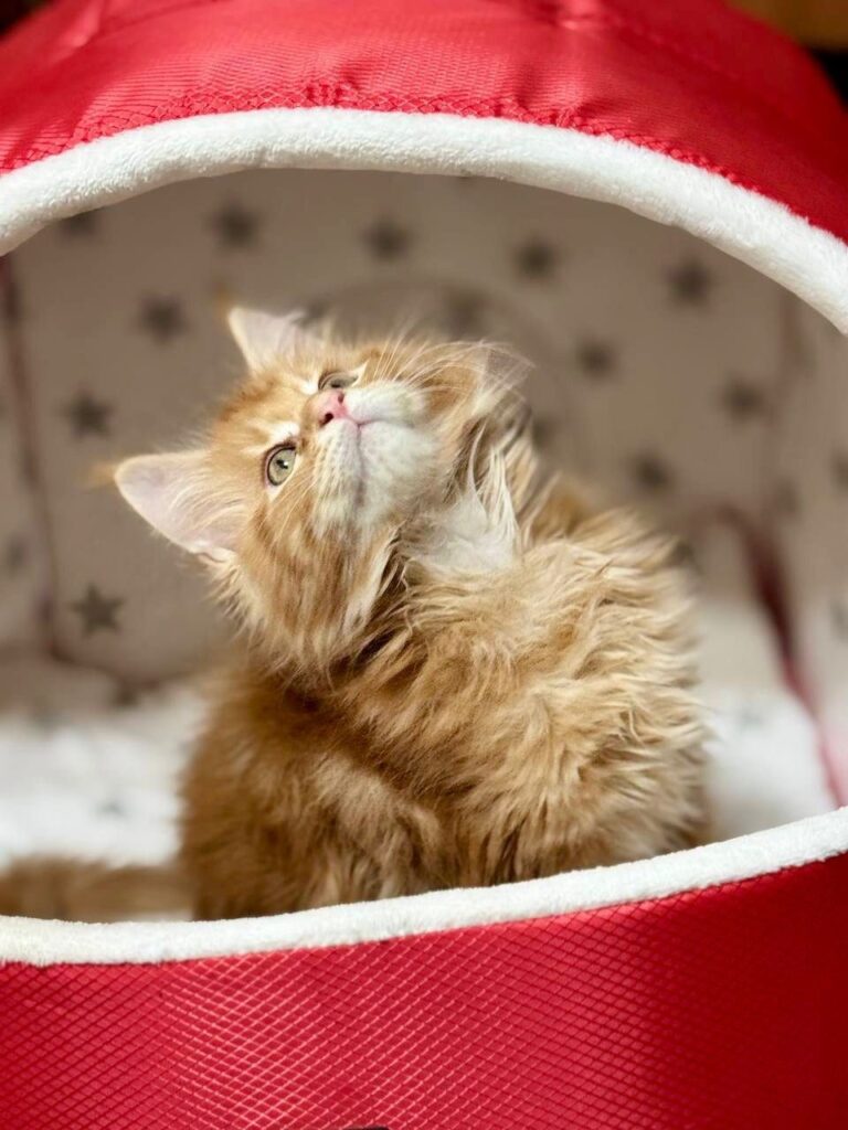 Casper - Orange Male Maine Coon Microchipped, Dewormed, Vaccinated, Potty Trained 2.5 Months Old