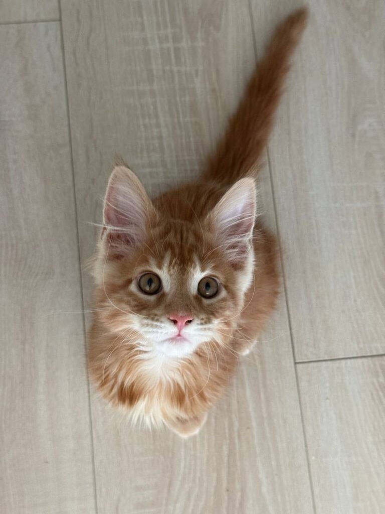 Colin - Orange Male Maine Coon Microchipped, Dewormed, Vaccinated, Potty Trained 2.5 Months Old
