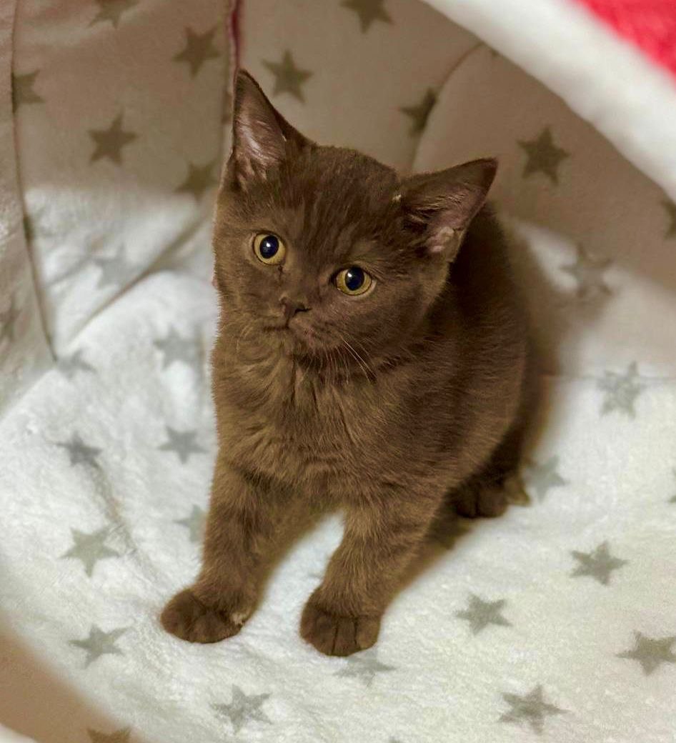 Daisy – British Shorthair Chocolate Female 2.5 Months Old Microchipped, Dewormed, Twice Vaccinated, & Potty Trained