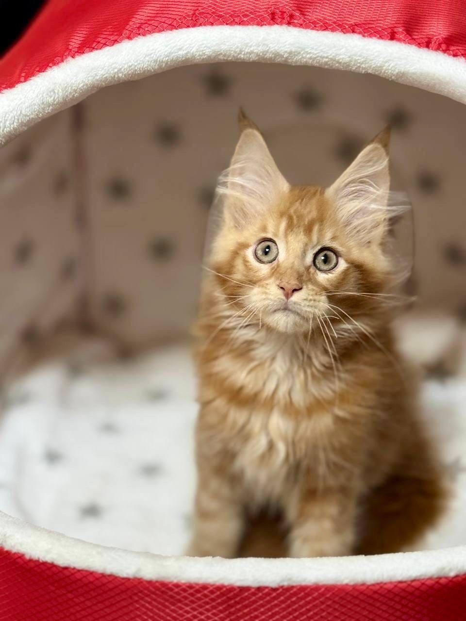 Alvin – Orange Male Maine Coon Microchipped, Dewormed, Vaccinated, Potty Trained 2.5 Months Old