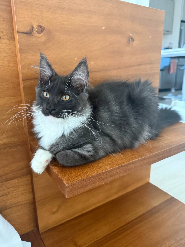 Paris - Female Black Maine Coon 3 Months Old - Microchipped, Dewormed, Vaccinated, and Potty Trained