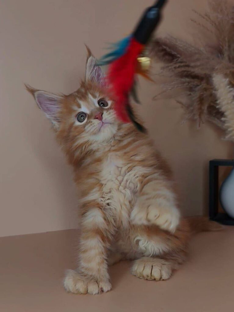 Prince - Orange Male Maine Coon Polydactyl 2.5 Months Old - Microchipped, Dewormed, Vaccinated, Potty Trained
