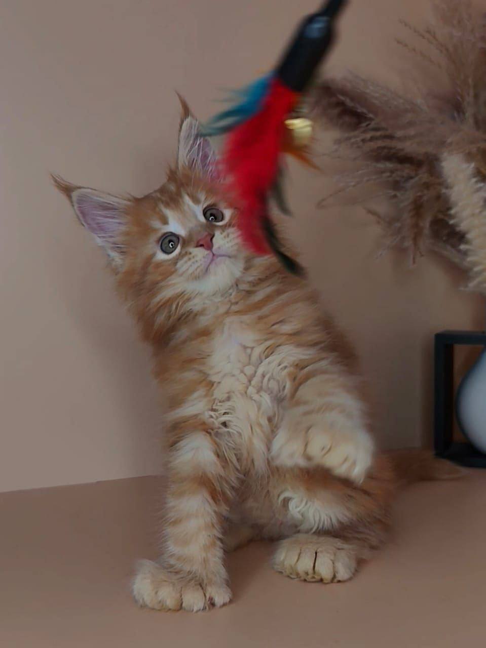 Prince – Orange Male Maine Coon Polydactyl 2.5 Months Old – Microchipped, Dewormed, Vaccinated, Potty Trained