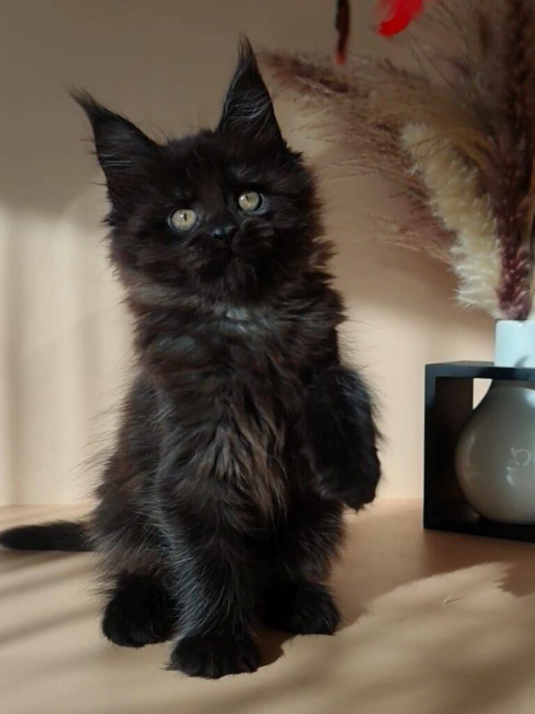 Luna - 2.5 Month Old Black Female Maine Coon - Microchipped, Dewormed, Vaccinated, Potty Trained
