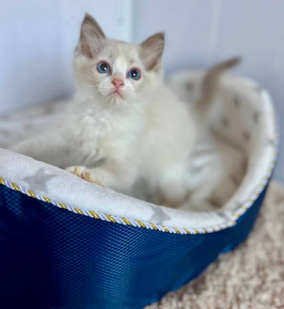 Bella - Female 2 Month Old Blue Point Bi-color Ragdoll -Microchipped, Dewormed, Vaccinated, Potty Trained