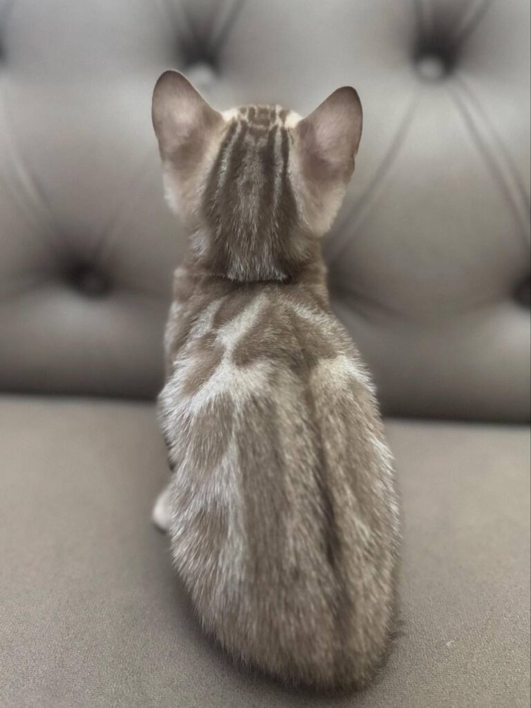 Buddy - Lynx Bengal Male -Microchipped, Dewormed, Vaccinated, Potty Trained 2 Months Old