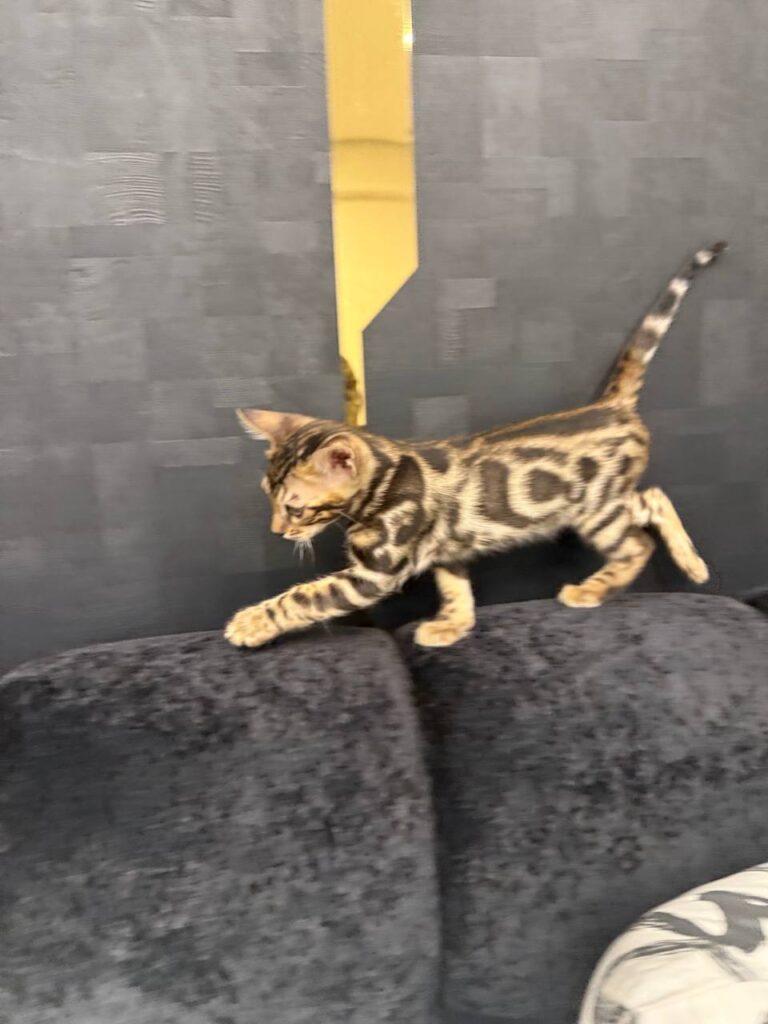 Bruno - Brown Bengal Male Microchipped, Dewormed, Vaccinated, Potty Trained 2 Months Old