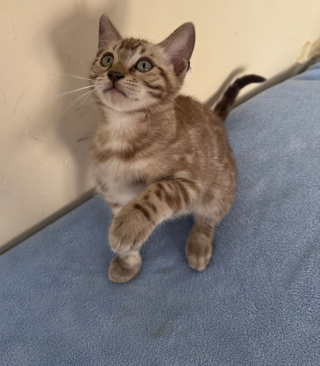 Brian – Bengal Male Mink Colored 2.5 Month Old Microchipped, Dewormed, Vaccinated, and Potty Trained