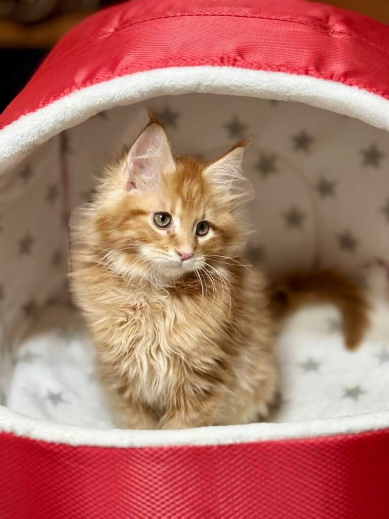 Casper - Orange Male Maine Coon Microchipped, Dewormed, Vaccinated, Potty Trained 2.5 Months Old