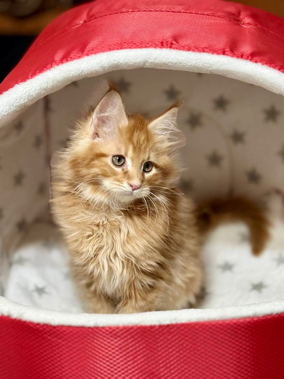 Casper – Orange Male Maine Coon Microchipped, Dewormed, Vaccinated, Potty Trained 2.5 Months Old
