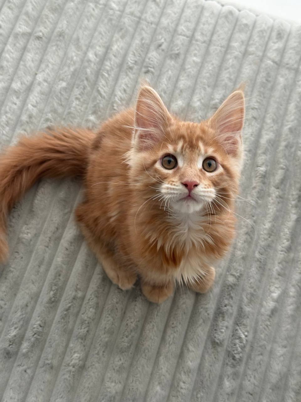 Colin – Orange Male Maine Coon Microchipped, Dewormed, Vaccinated, Potty Trained 2.5 Months Old