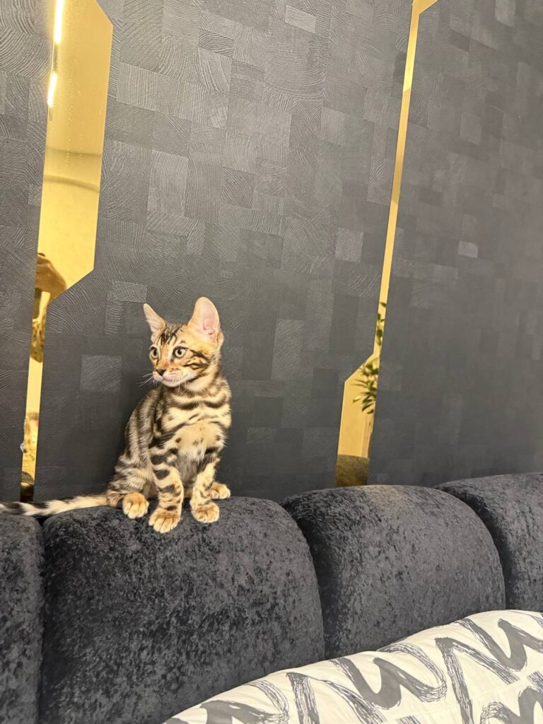 Bruno - Brown Bengal Male Microchipped, Dewormed, Vaccinated, Potty Trained 2 Months Old