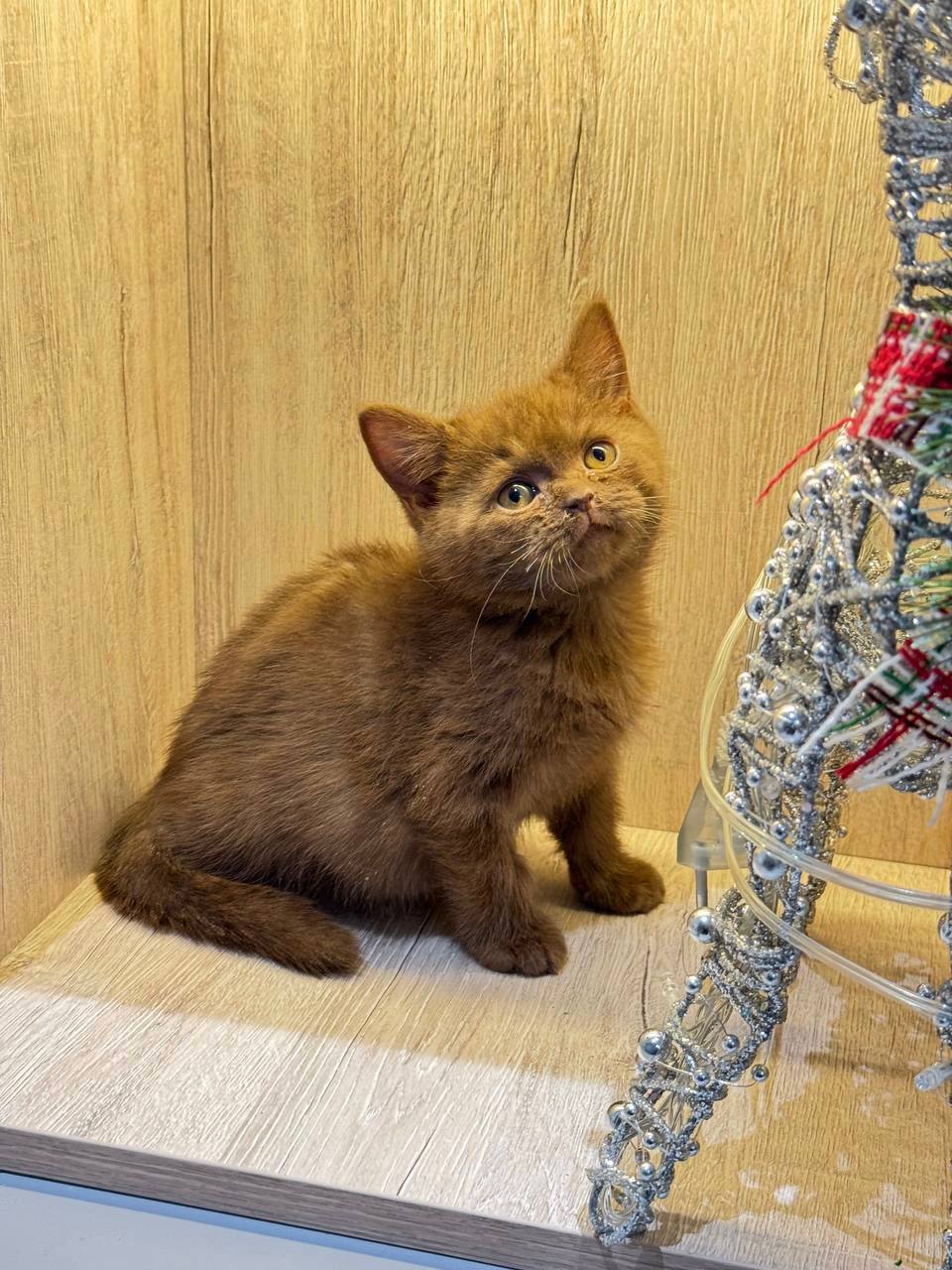 Arno – 2.5 Month Old Chocolate British Shorthair Male Microchipped, Dewormed, Vaccinated, Potty Trained