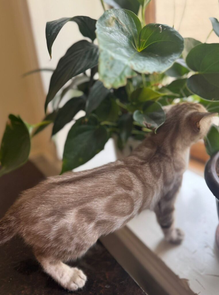 Brian - Bengal Male Mink Colored 2.5 Month Old Microchipped, Dewormed, Vaccinated, and Potty Trained