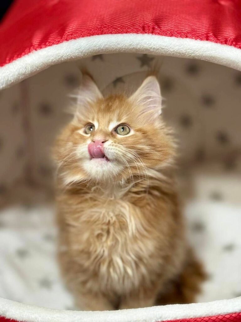 Casper - Orange Male Maine Coon Microchipped, Dewormed, Vaccinated, Potty Trained 2.5 Months Old