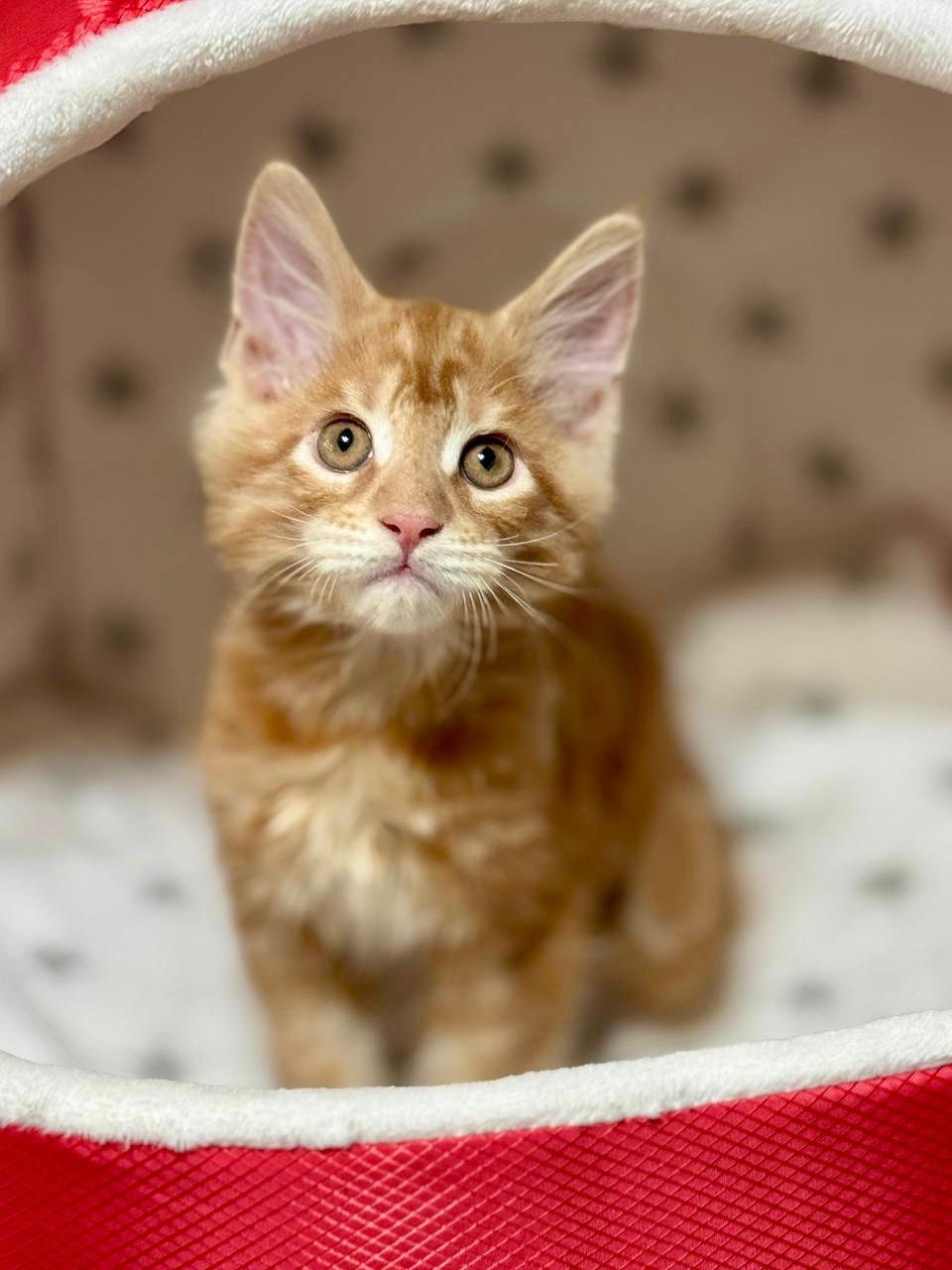 Archie – Orange Male Maine Coon Microchipped, Dewormed, Vaccinated, Potty Trained 2.5 Months Old