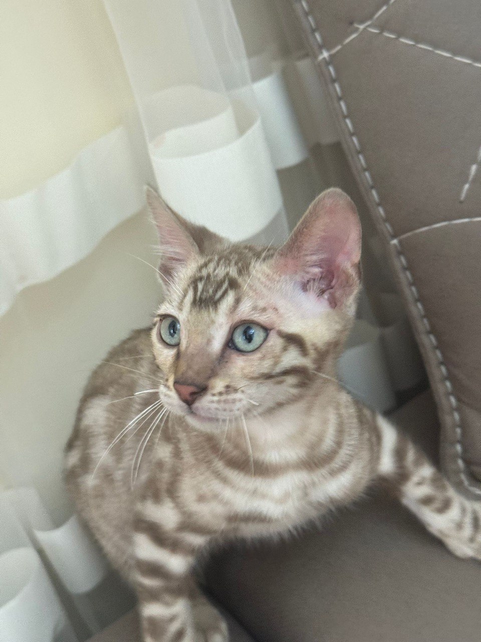 Jack – Bengal Male Mink Colored 2.5 Month Old Microchipped, Dewormed and Vaccinated